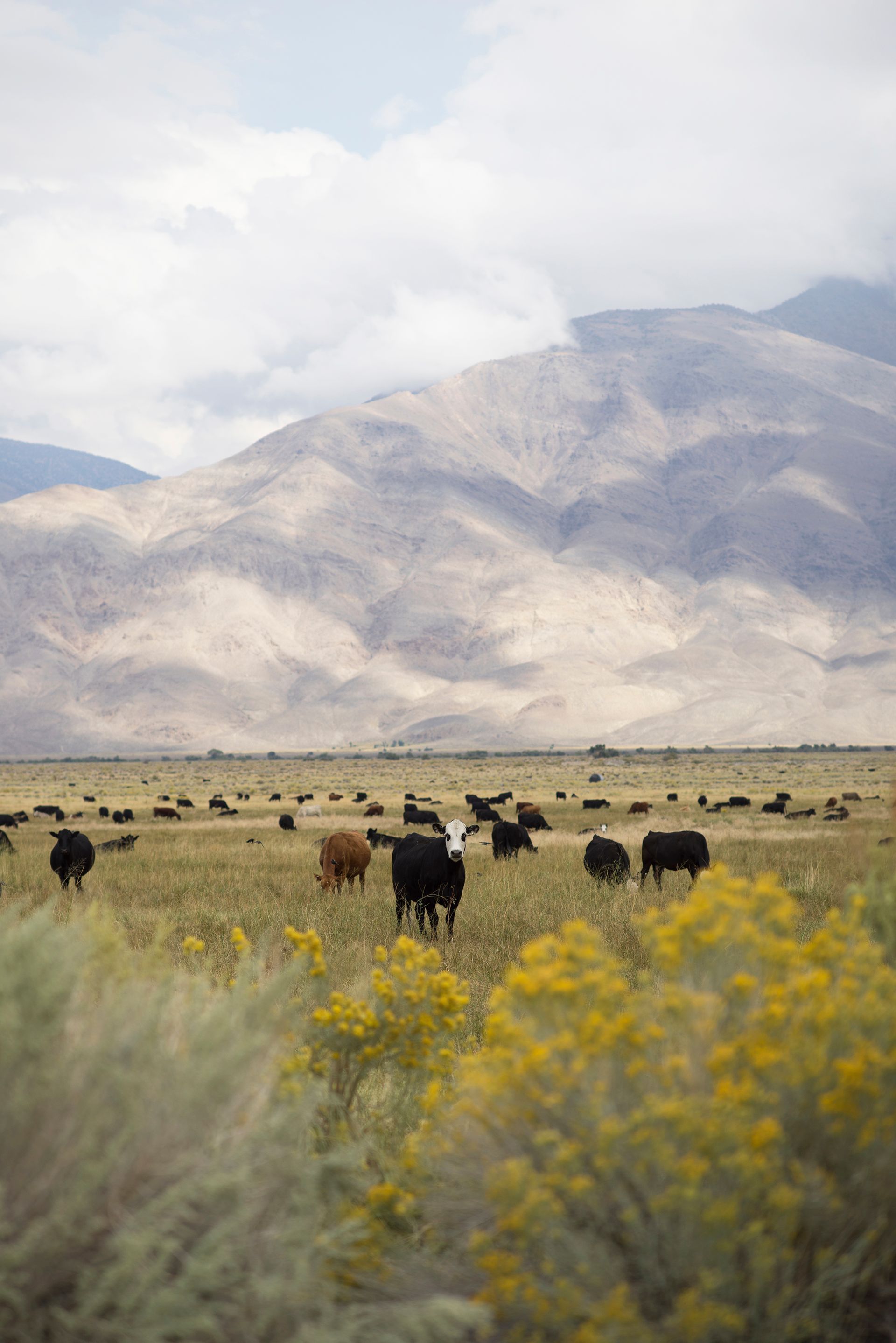 ranch automatic gates