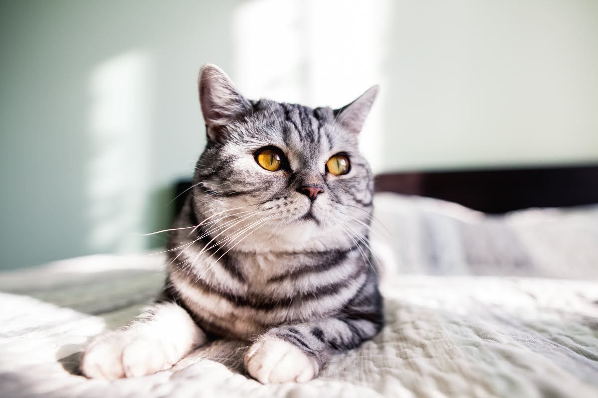 American Shorthair cat
