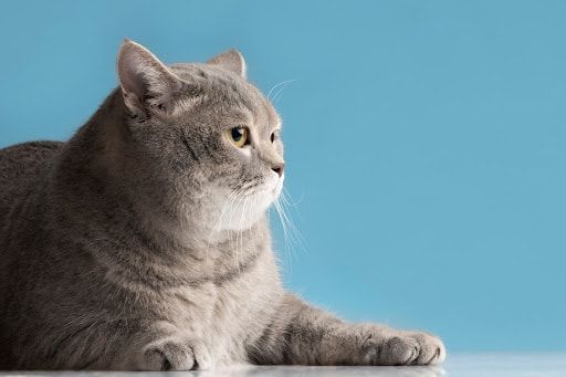 British Shorthair cat.