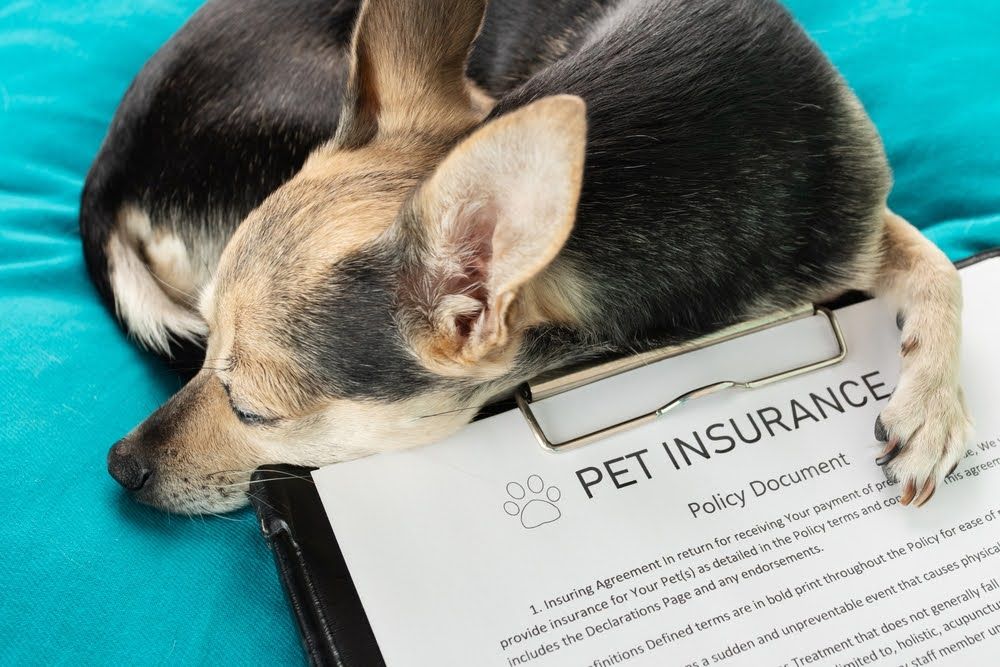Pet insurance: Is it worth it for families?