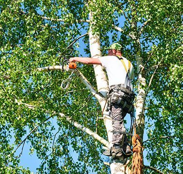 Arborist in a tree, using a chainsaw to trim branches. Wearing safety gear, with a harness and helmet.