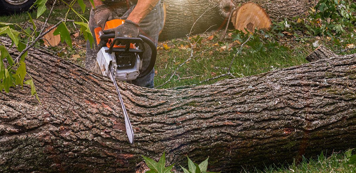 A person using a chainsaw to cut a log in a grassy area.