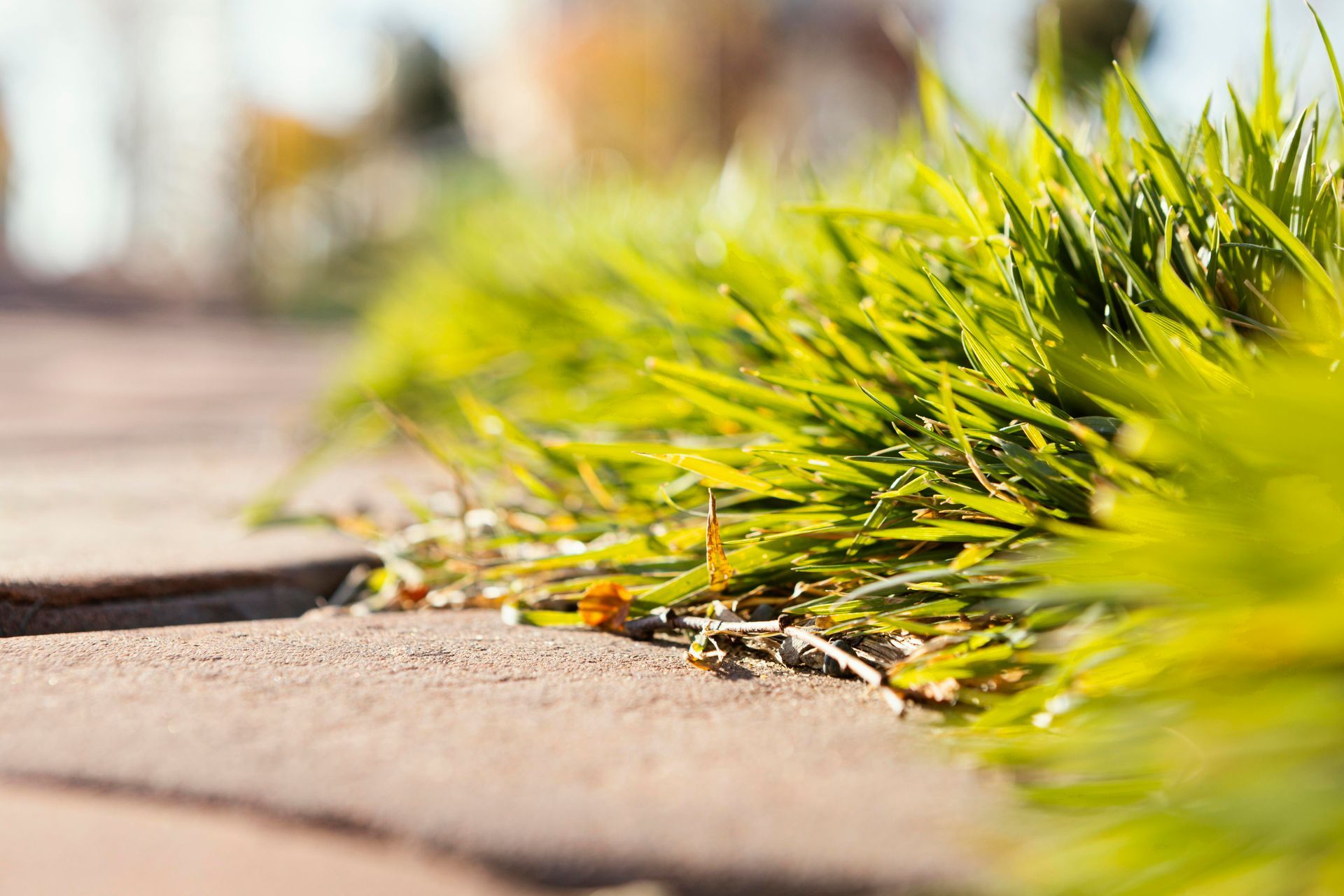 Green grass growing along a brick walkway, close-up shot.