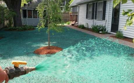 Person watering freshly seeded lawn with green spray; house and tree in background.