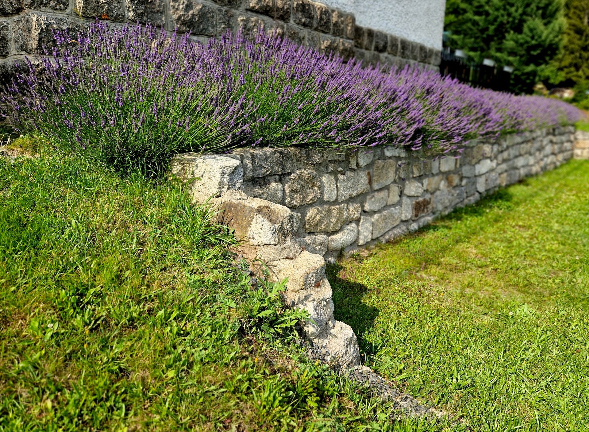 A stone wall with purple flowers growing on it.