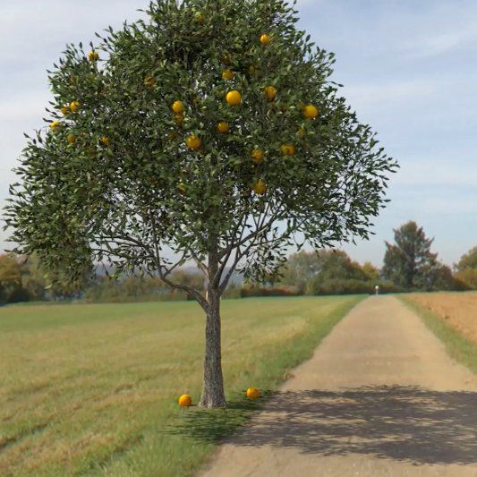 groeiproces-van-een-boom-animatie