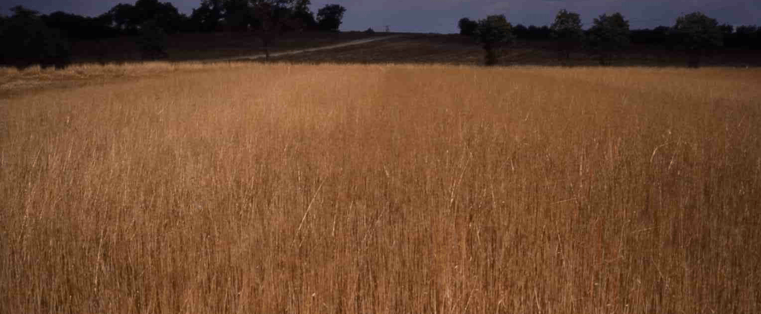 Crop harvested with a stripped header