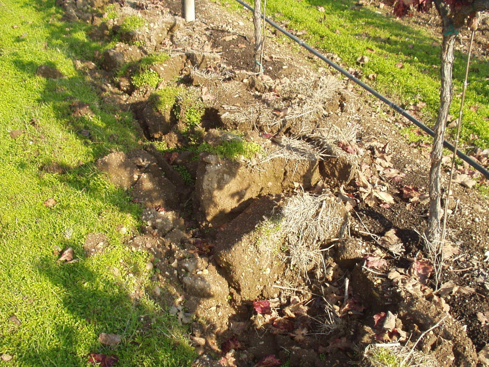 Soil compaction in viticulture