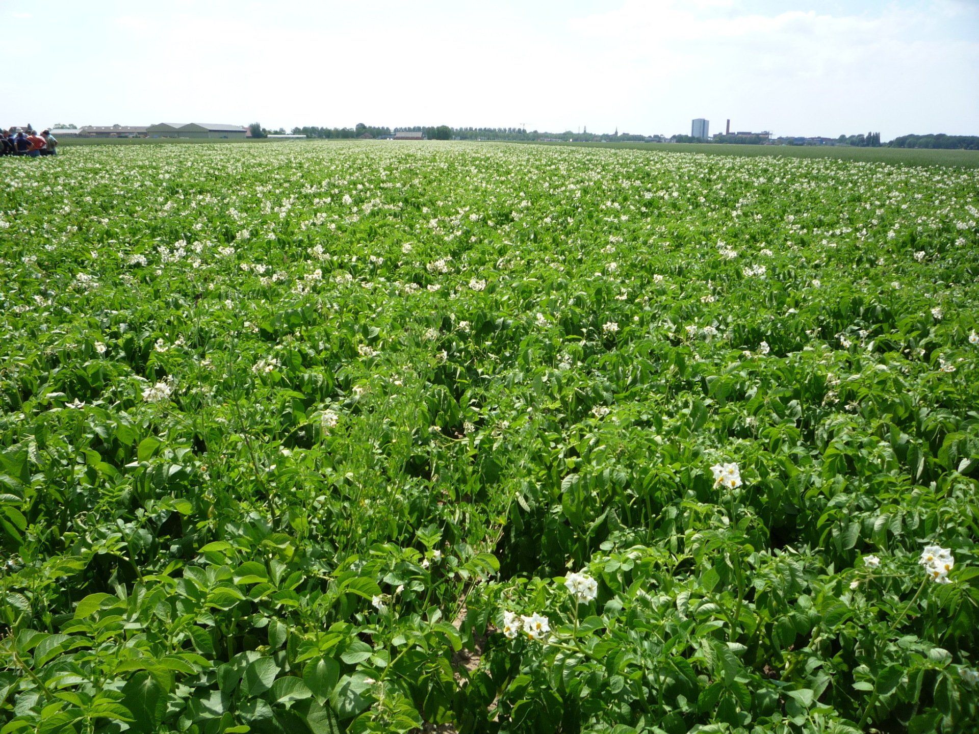 Potato crop
