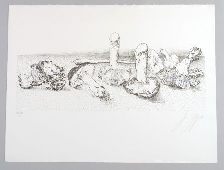 Line drawing of mushrooms, varying shapes and sizes, arranged horizontally on a surface.