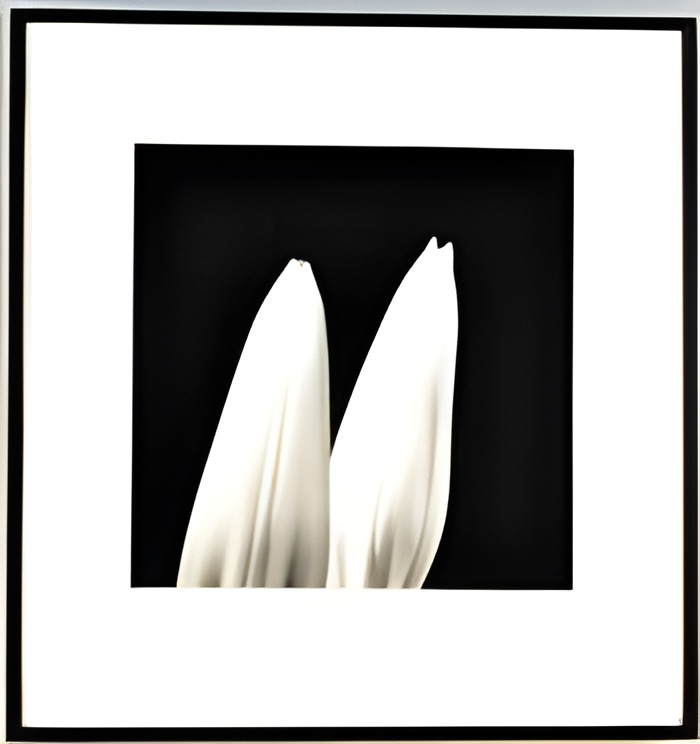 Two white petals against a black background in a black framed picture with a white mat.