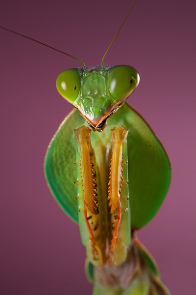 Green praying mantis with large eyes, gripping forelegs, and an open mouth, against a pink background.