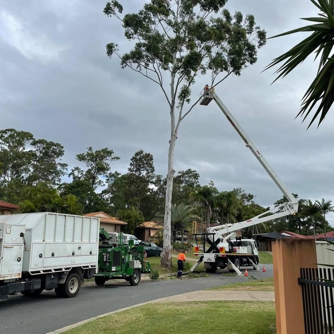 emergency 24/7 tree services Jacobs Well