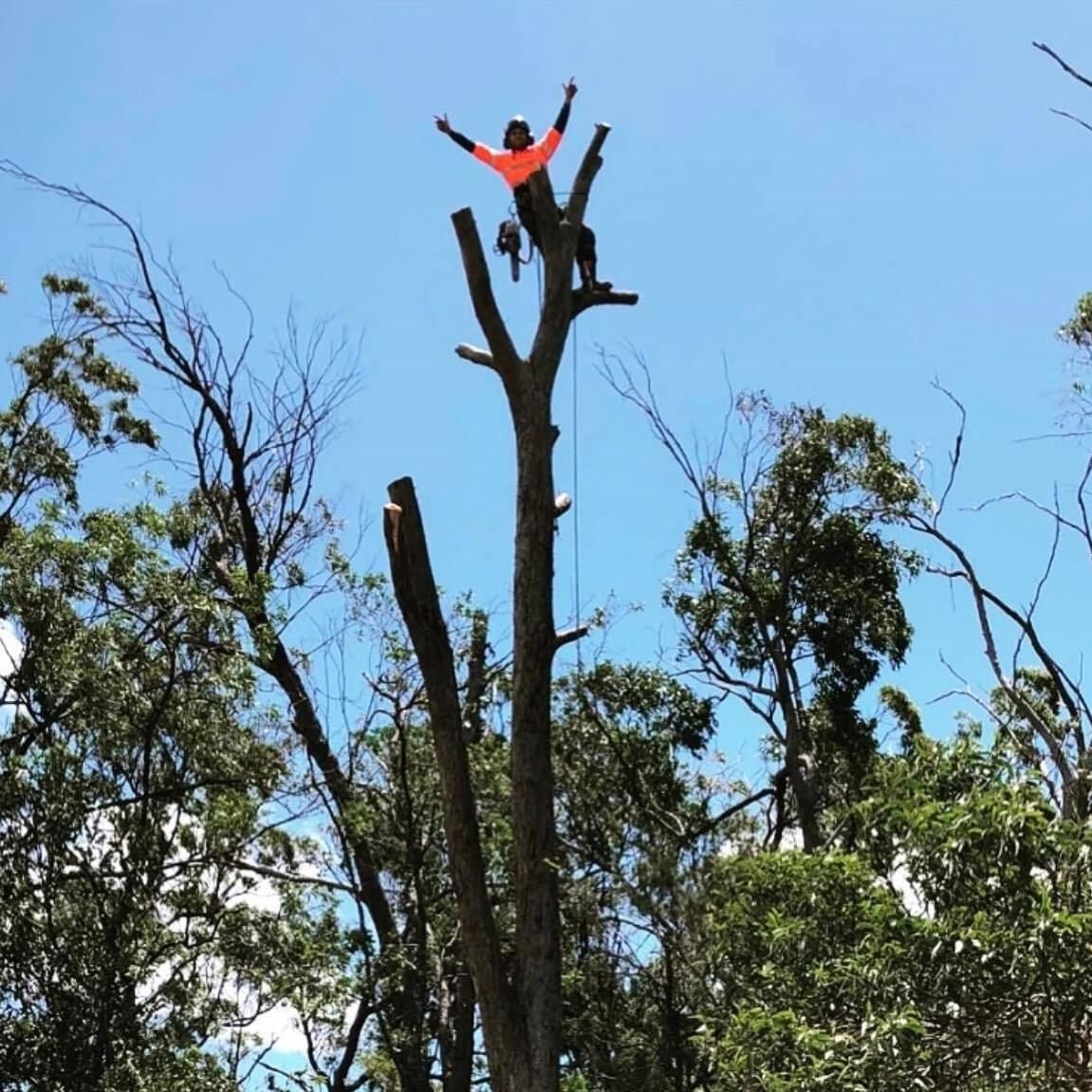 tree loppers near me Upper Coomera