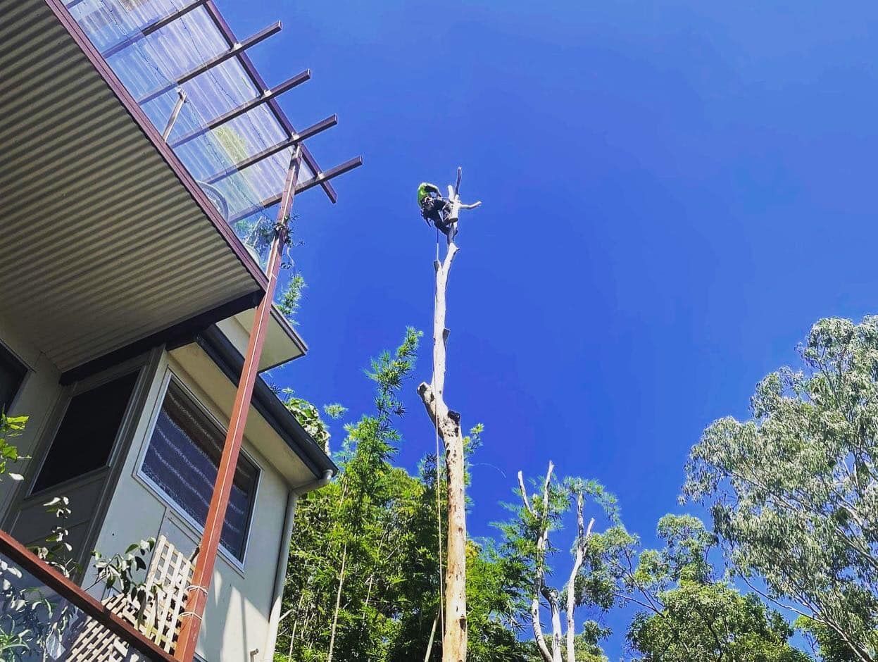 tree pruning Oxenford