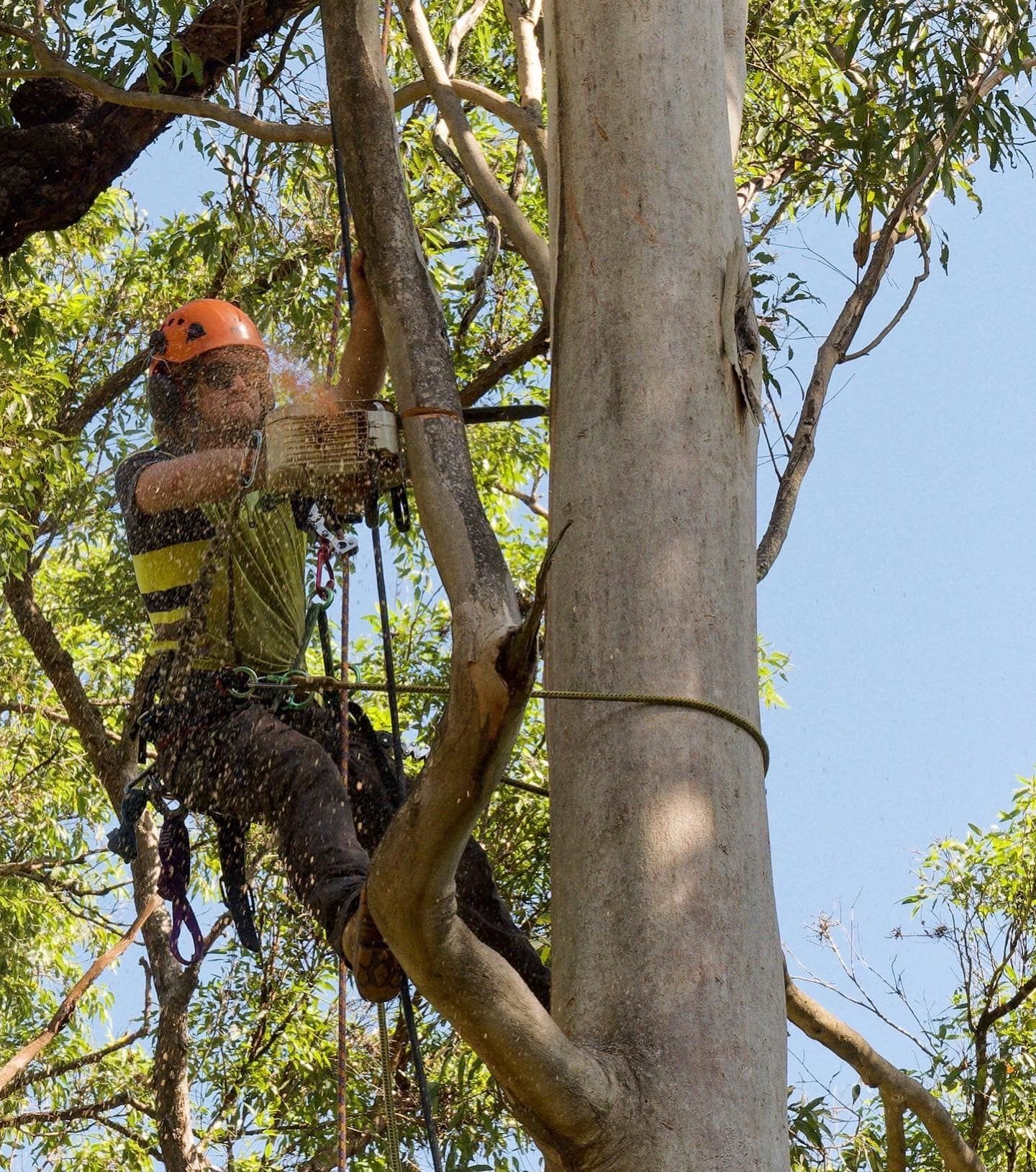Affordable Tree Lopping & Tree Removal Services Gold Coast