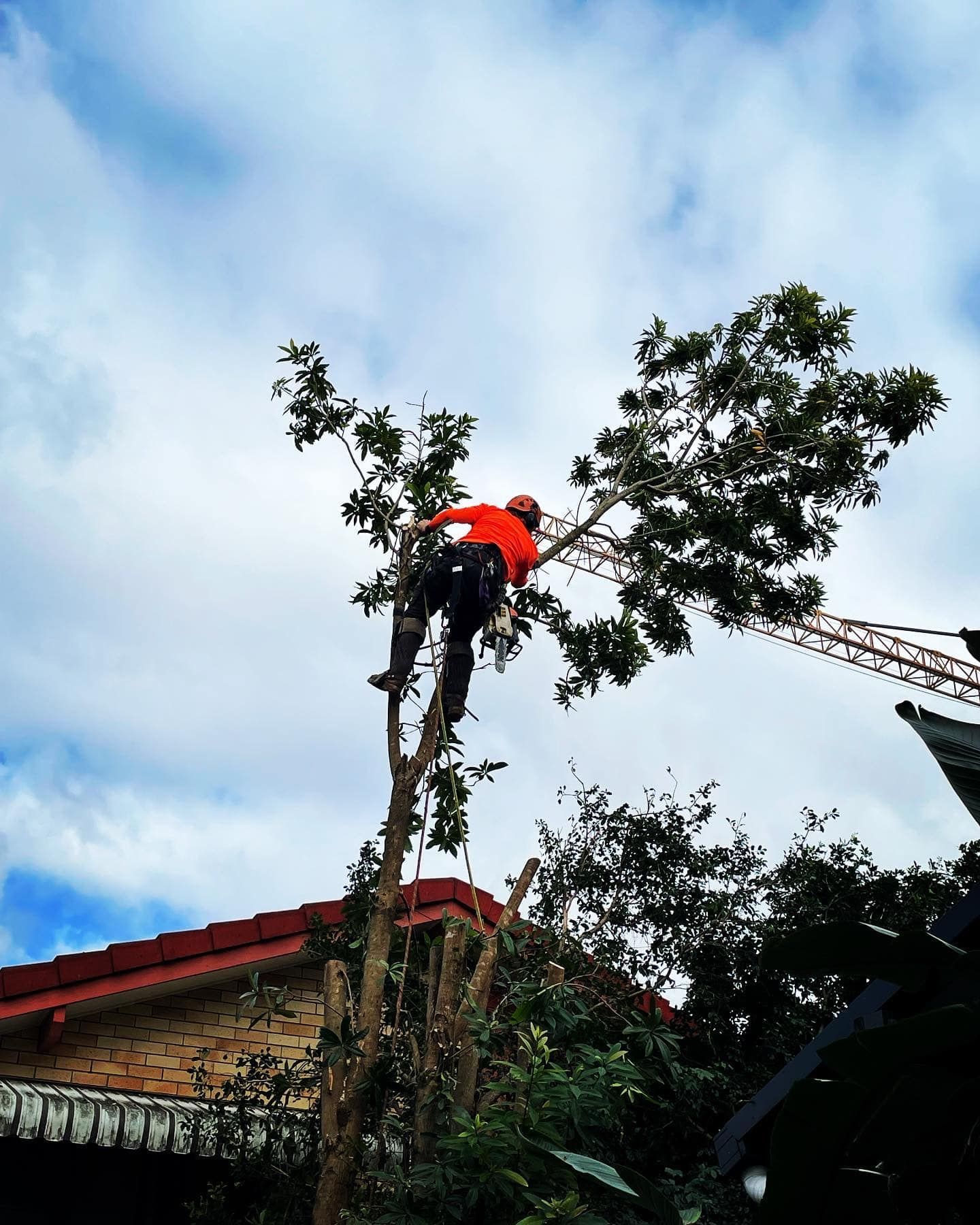 arborists Oxenford