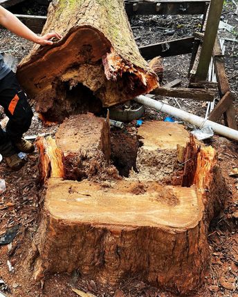 stump removal Gold Coast
