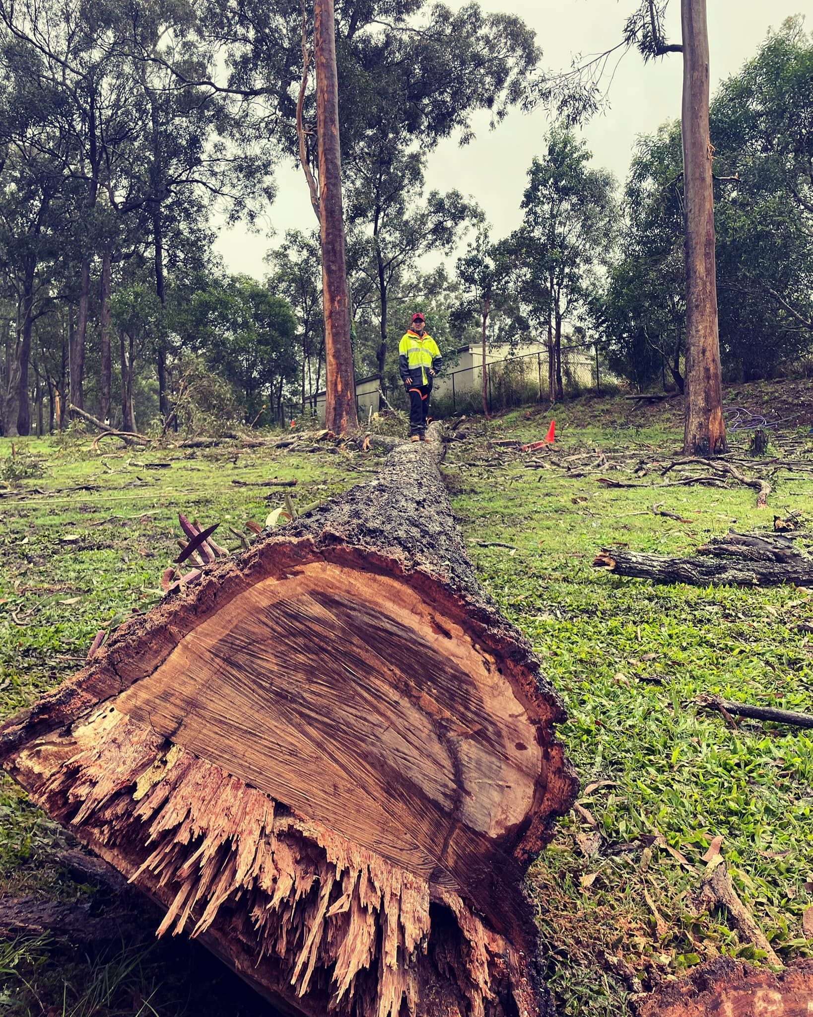 Tree removal Gold Coast