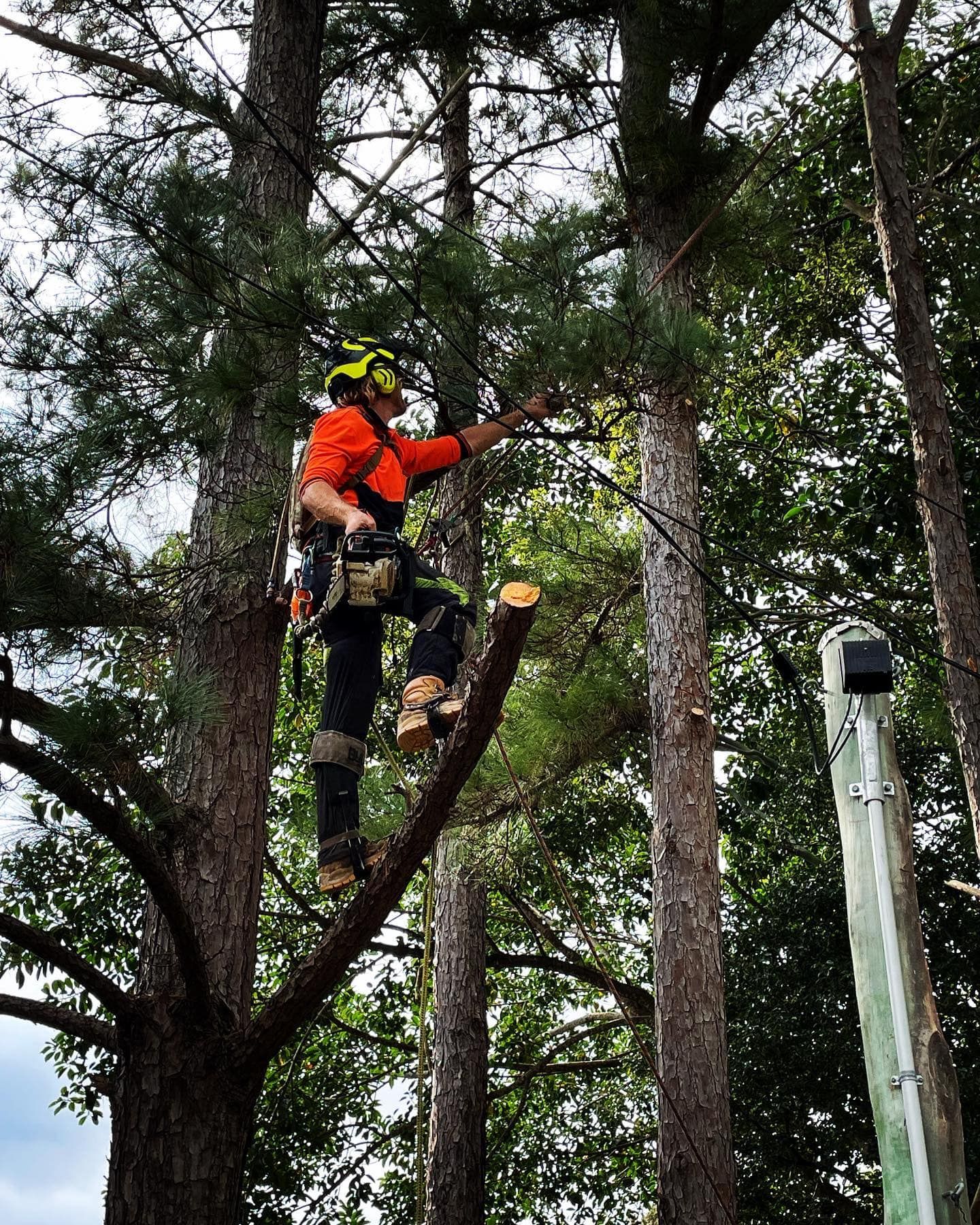 tree cutting Pacific Pines