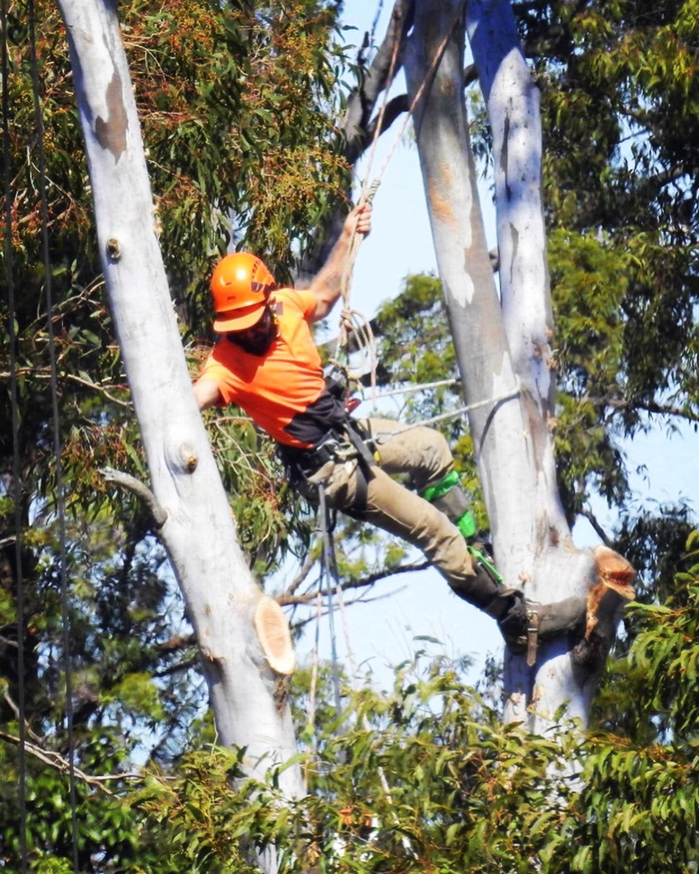 tree trimming pruning Mudgeeraba