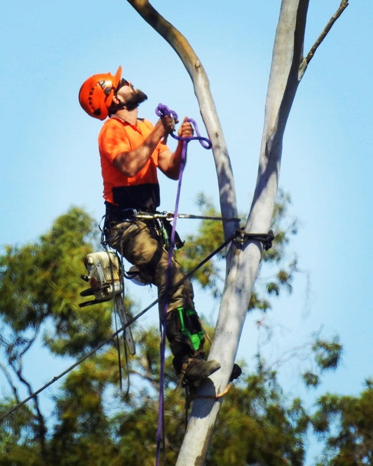 tree loppers Upper Coomera