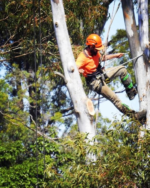 tree loppers gold coast