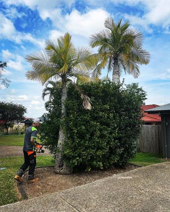 palm Tree removal Gold Coast