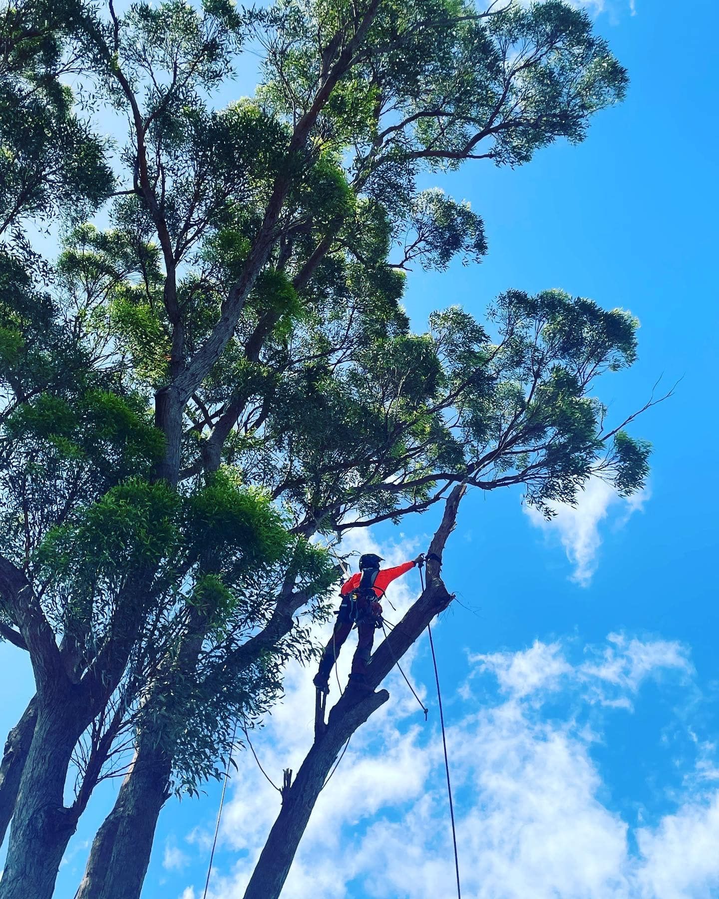tree services Jacobs Well