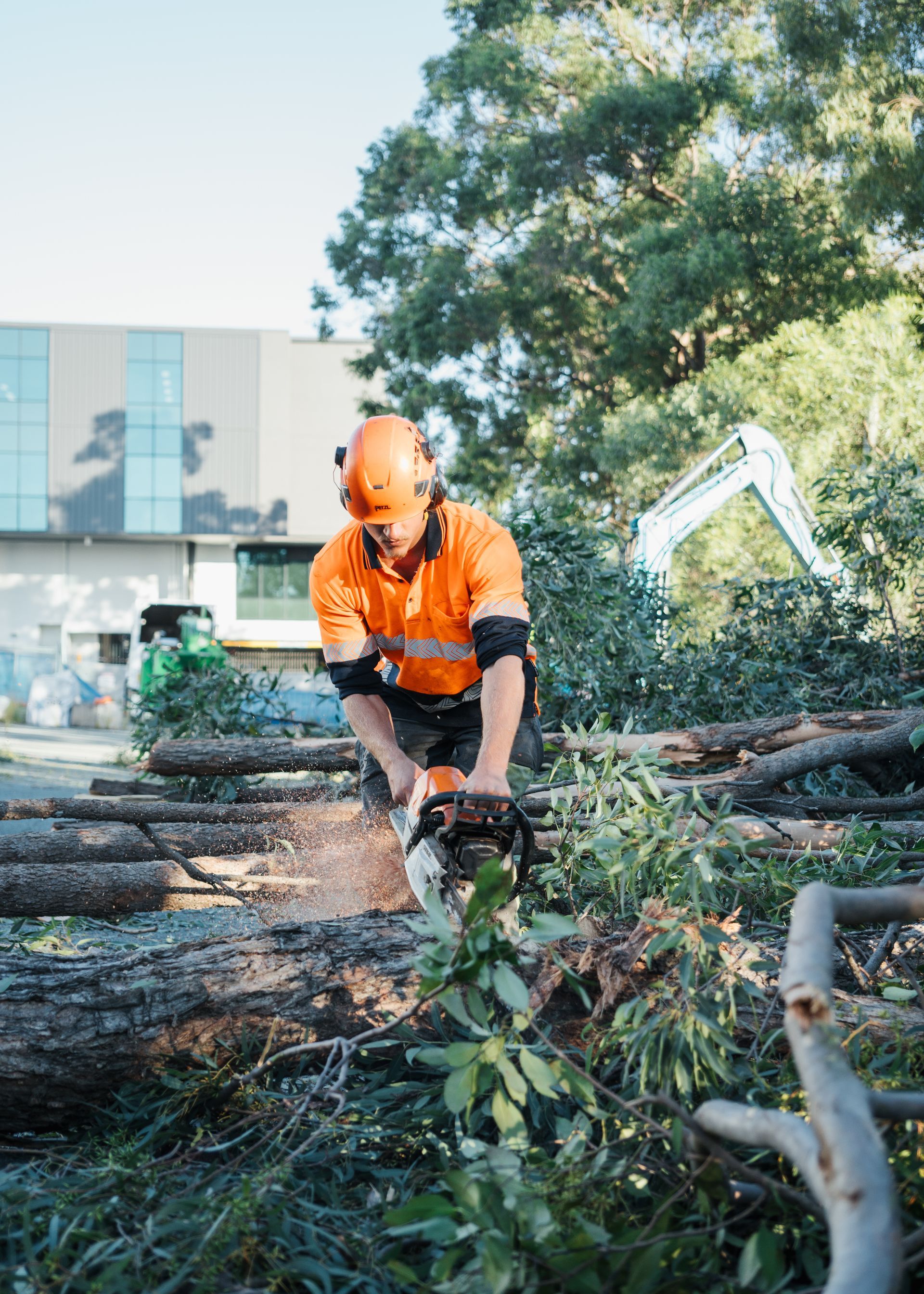 tree removal Currumbin Valley