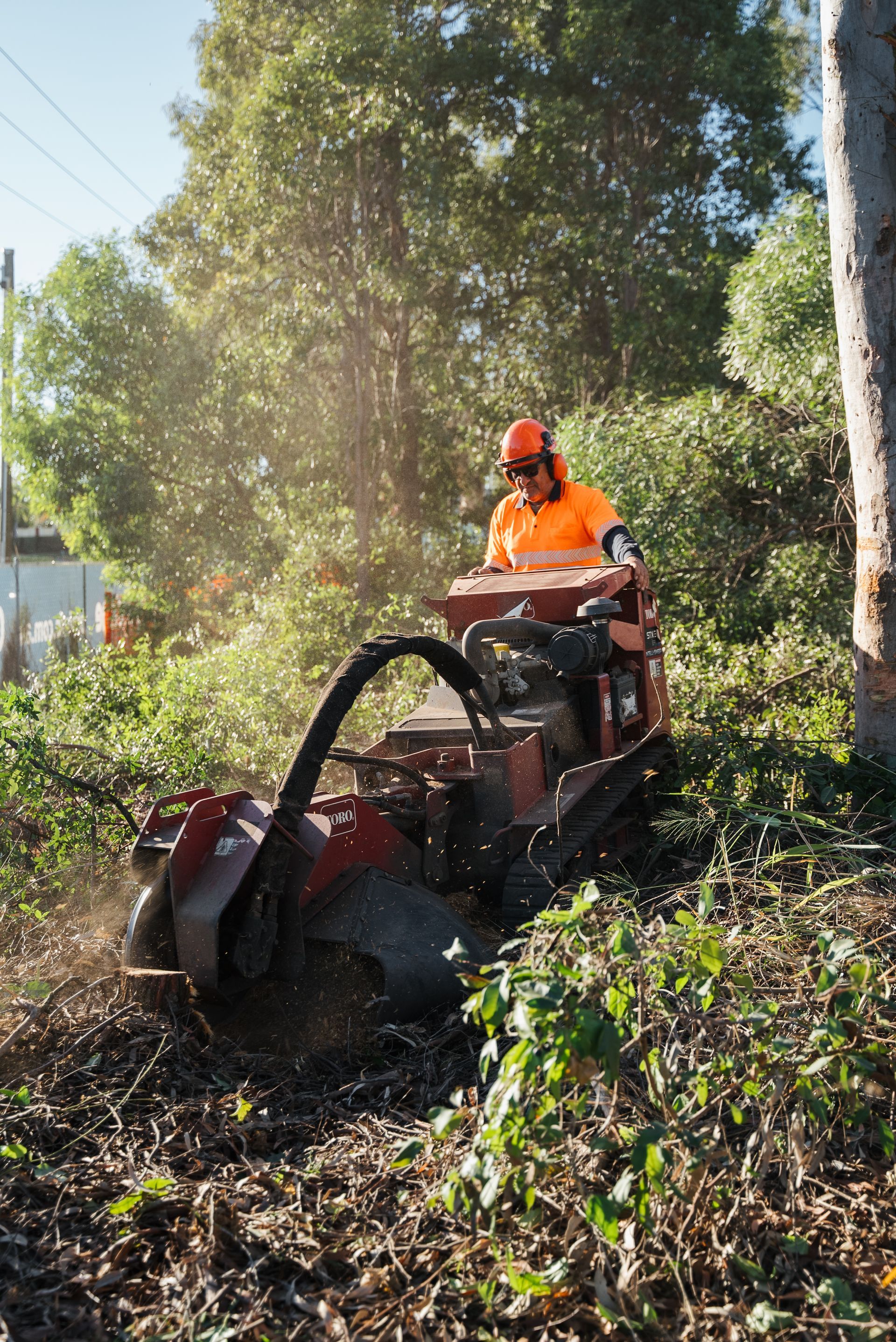 tree removal Reedy Creek