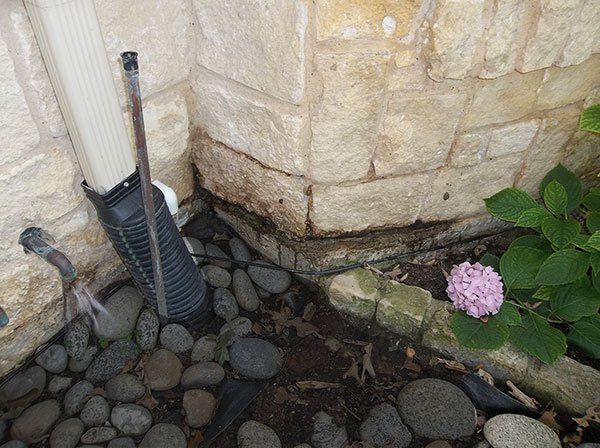A drainpipe is sitting next to a brick wall next to a flower.
