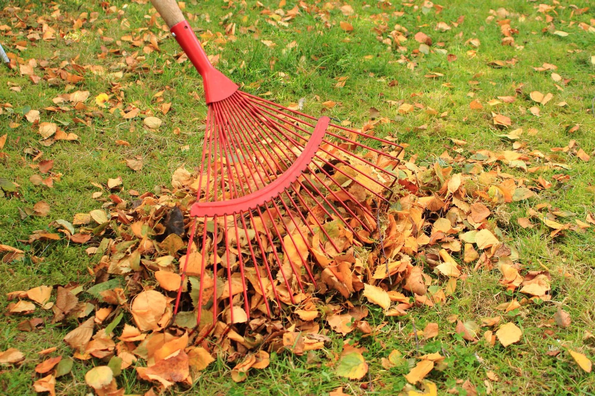a person is raking leaves on a lush green lawn .