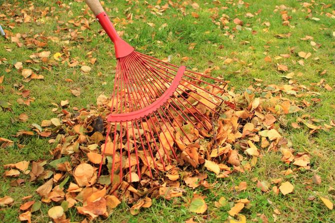 a person is raking leaves on a lush green lawn .
