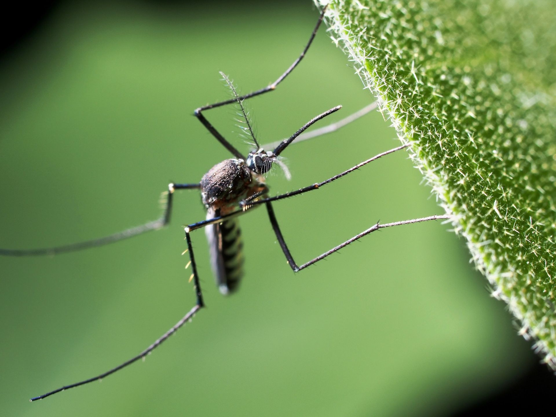 a close up of a mosquito on a green leaf .