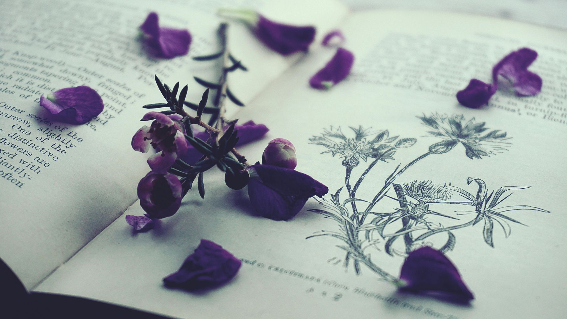 Open book with purple flower petals and illustration of flowers.