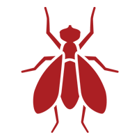 Fruit Flies — East Bernard, TX — Scott's Pest Control