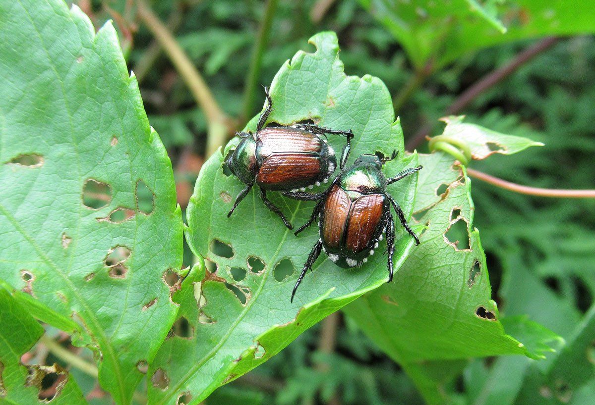 Two Japanese Beetles — East Bernard, TX — Scott's Pest Control