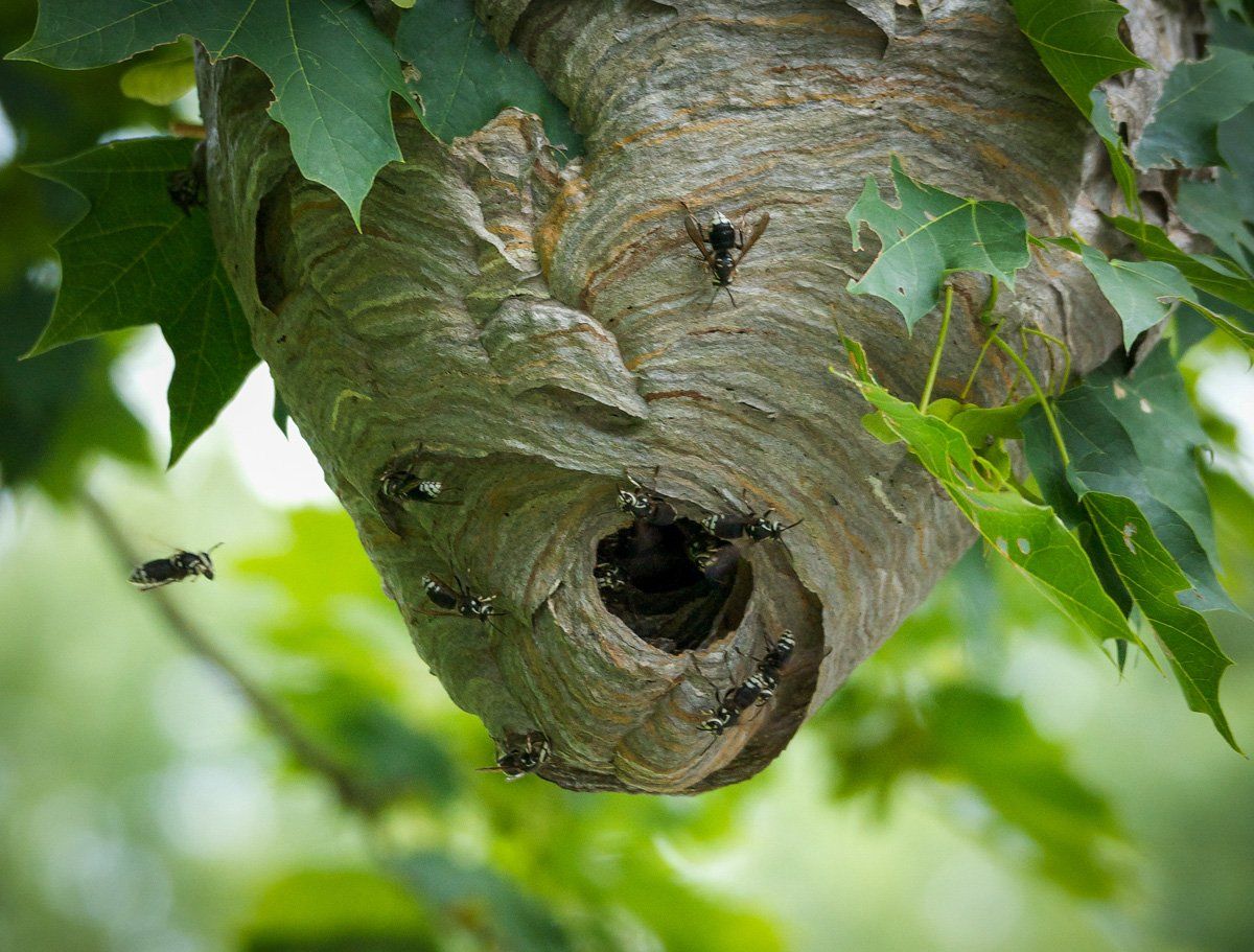Wasp Nest — East Bernard, TX — Scott's Pest Control