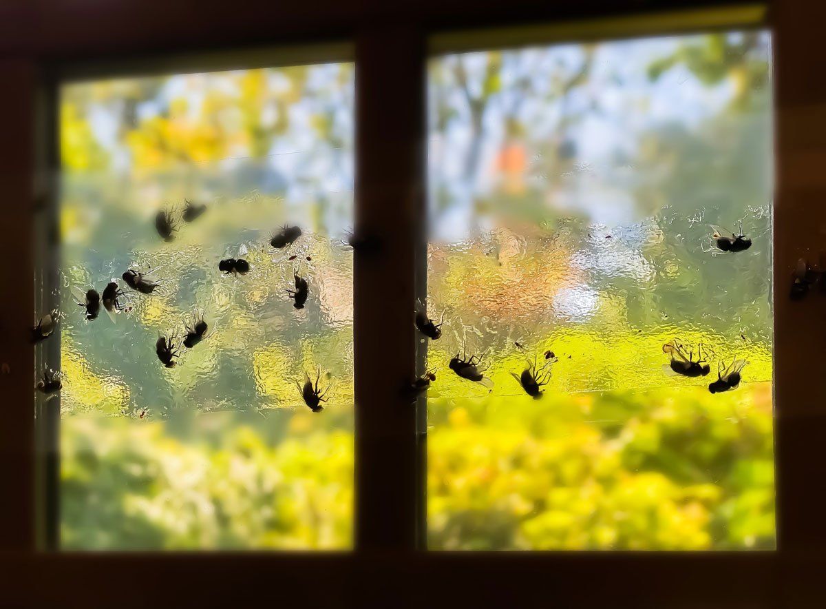 Houseflies Stuck to Clear Adhesive Flypaper on Window — East Bernard, TX — Scott's Pest Control