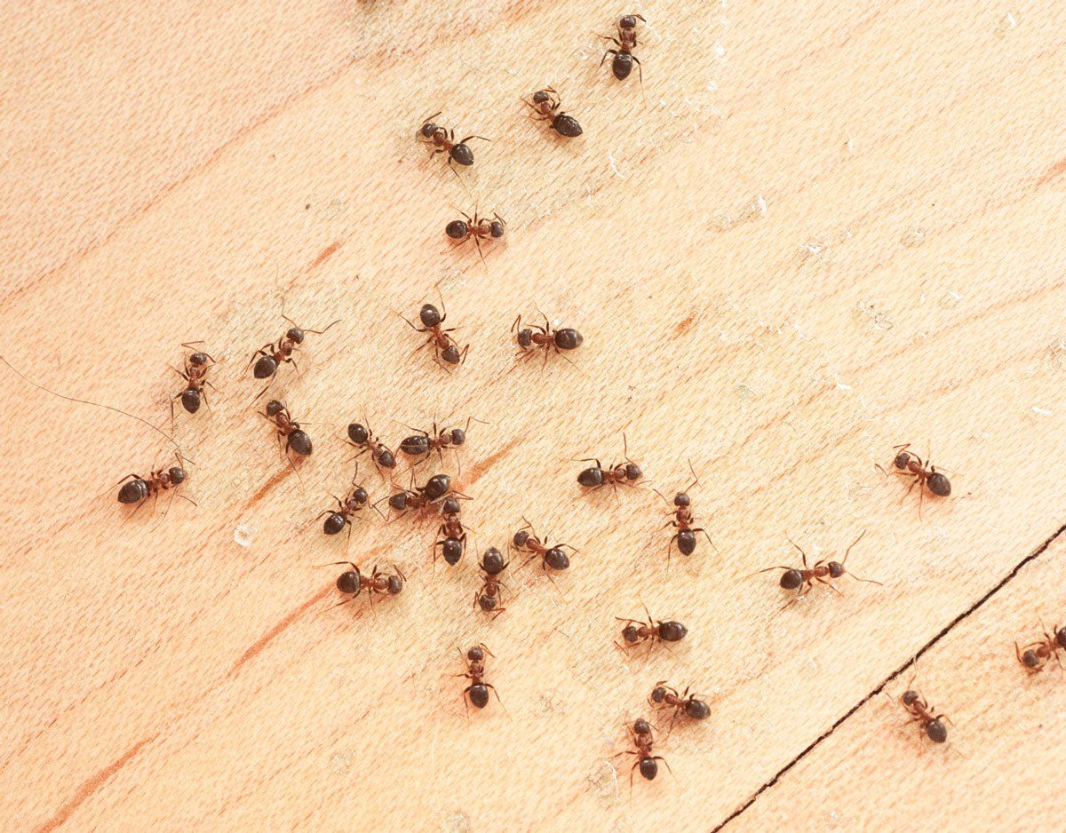 Ants on Wooden Floor — East Bernard, TX — Scott's Pest Control