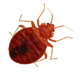 Mahogany Brown to Red-Brown Bed Bug — East Bernard, TX — Scott's Pest Control