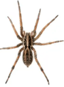 Wolf Spider — East Bernard, TX — Scott's Pest Control