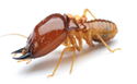 Formosan Termite — East Bernard, TX — Scott's Pest Control