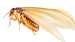 Drywood Termite — East Bernard, TX — Scott's Pest Control