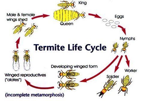 Termite Life Cycle — East Bernard, TX — Scott's Pest Control