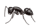 Carpenter Ant — East Bernard, TX — Scott's Pest Control