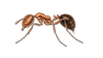Red Imported Fire Ant — East Bernard, TX — Scott's Pest Control