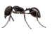 Pavement Ant — East Bernard, TX — Scott's Pest Control