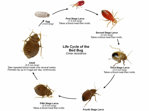 Bed Bug Life Cycle — East Bernard, TX — Scott's Pest Control